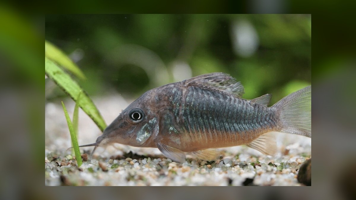 Top 10 Corydoras Catfish Species 2027 — figure 9