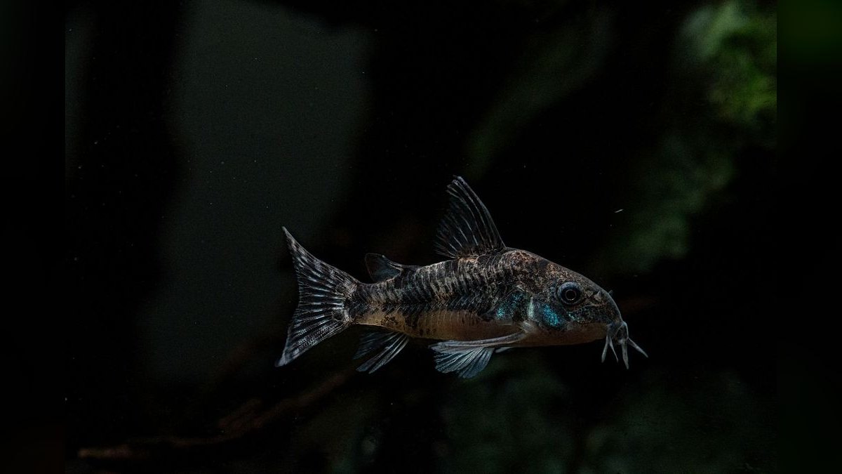 Top 10 Corydoras Catfish Species 2027