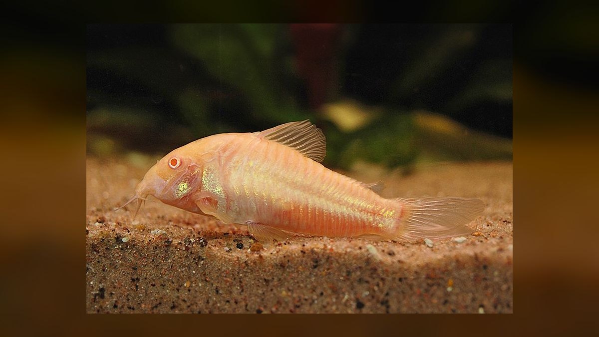 Top 10 Corydoras Catfish Species 2027