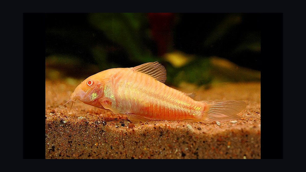 Top 10 Corydoras Catfish Species 2027