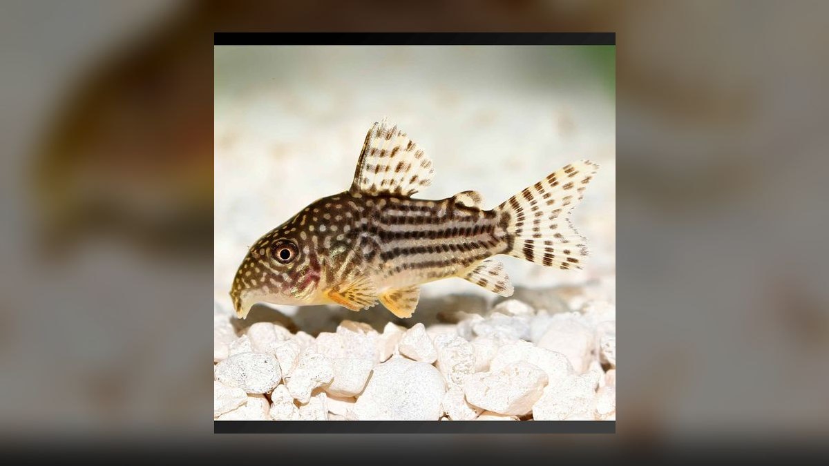 Top 10 Corydoras Sterbai Tank Mates 2027 — figure 4