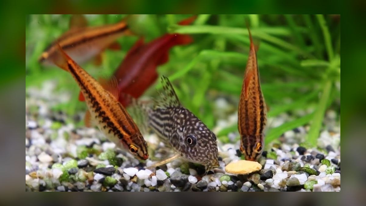 Top 10 Corydoras Sterbai Tank Mates 2027 — figure 7