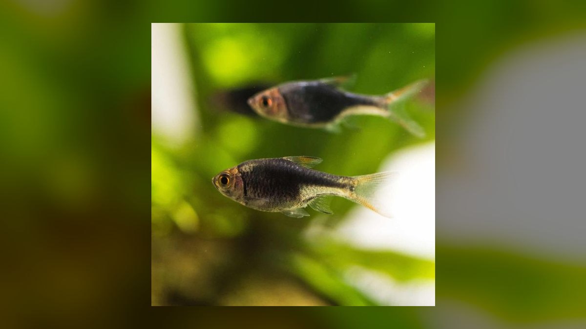 Top 10 Corydoras Sterbai Tank Mates 2027 — figure 8