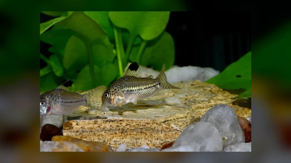Top 10 Corydoras Julii Varieties 2027 — figure 1