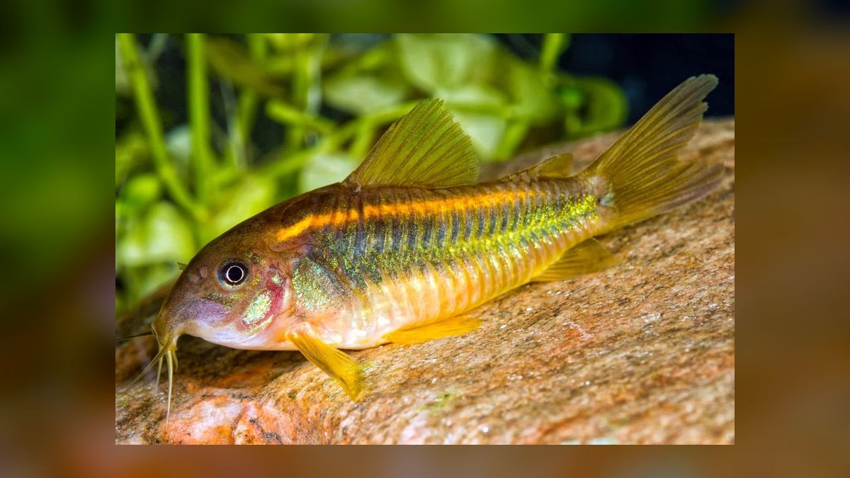 Top 10 Corydoras Julii Varieties 2027 — figure 2