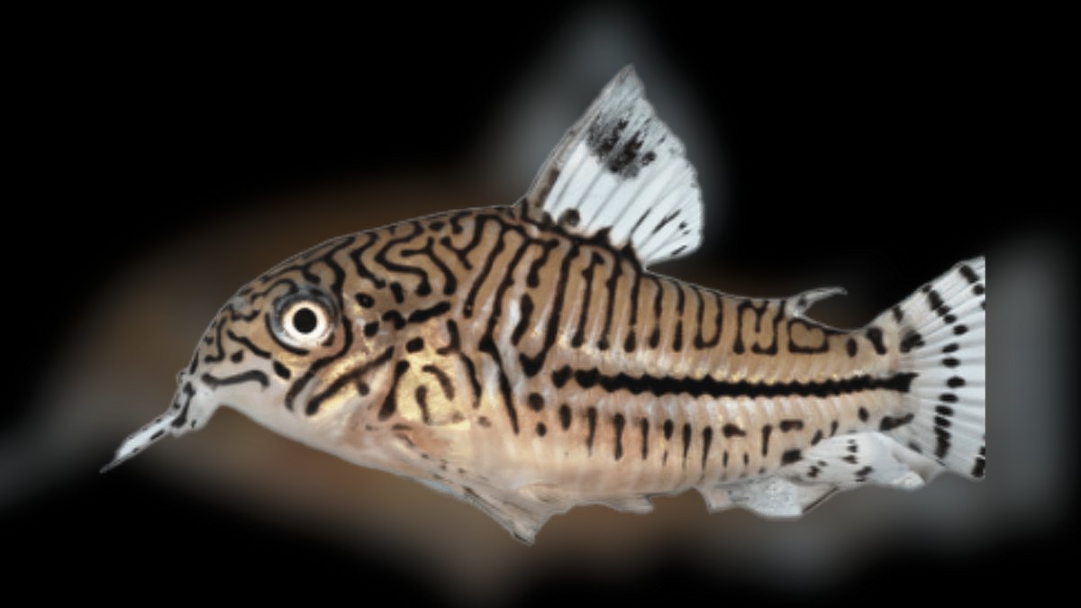 Top 10 Corydoras Julii Varieties 2027 — figure 3