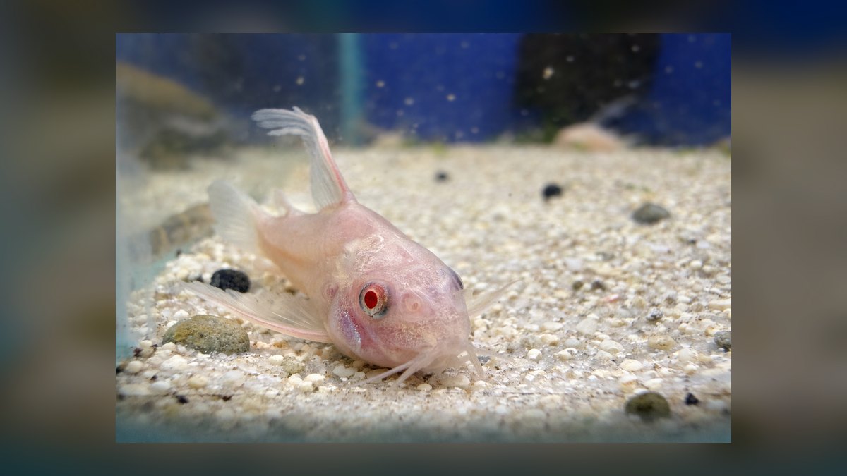 Top 10 Corydoras Julii Varieties 2027 — figure 4