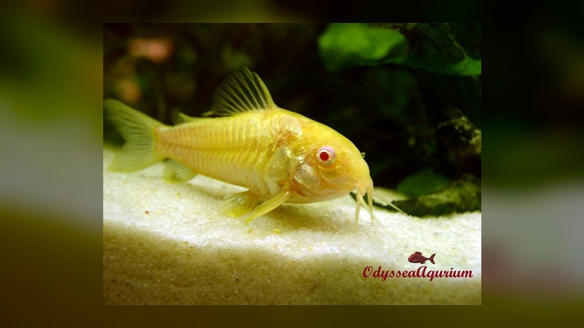 Top 10 Corydoras Julii Varieties 2027 — figure 5