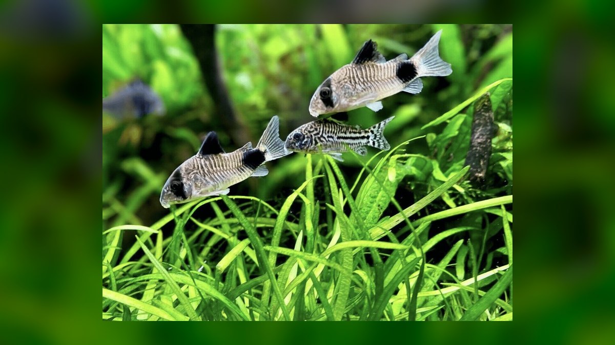 Top 10 Corydoras Julii Varieties 2027 — figure 7