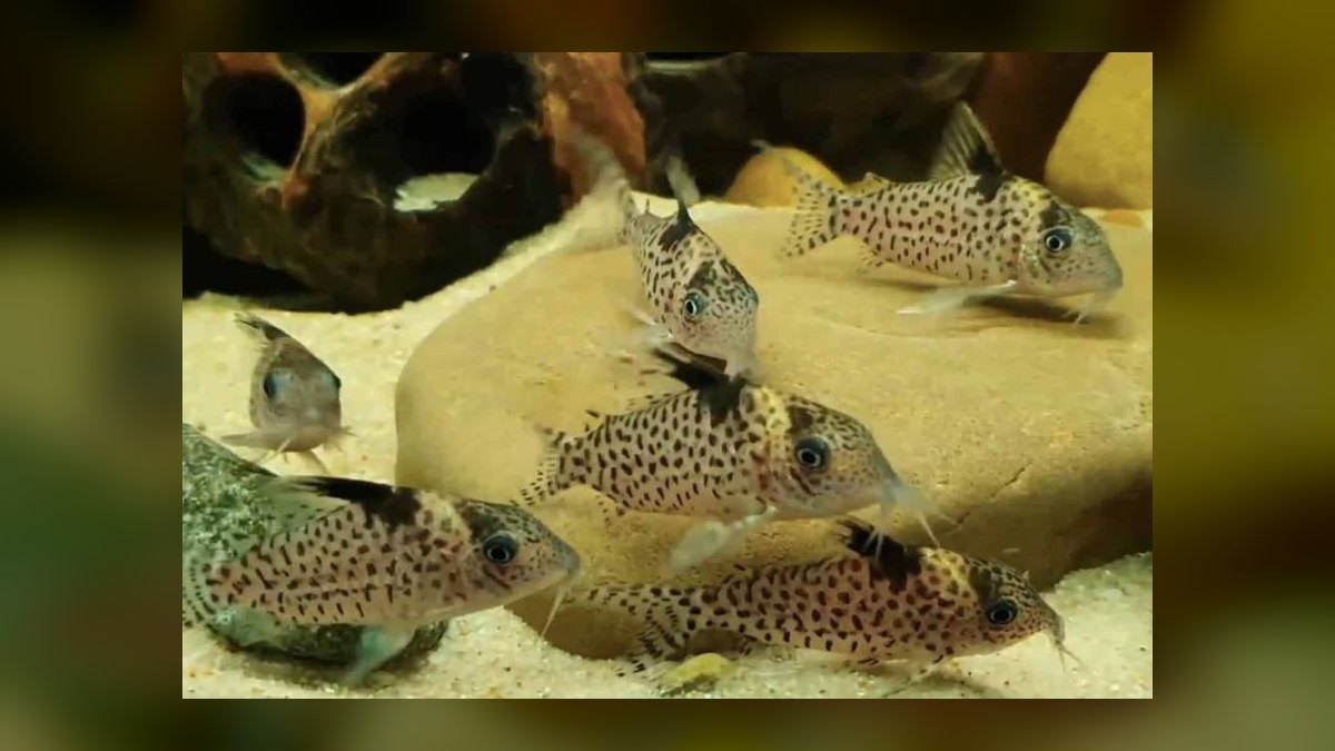 Top 10 Corydoras Julii Varieties 2027 — figure 8
