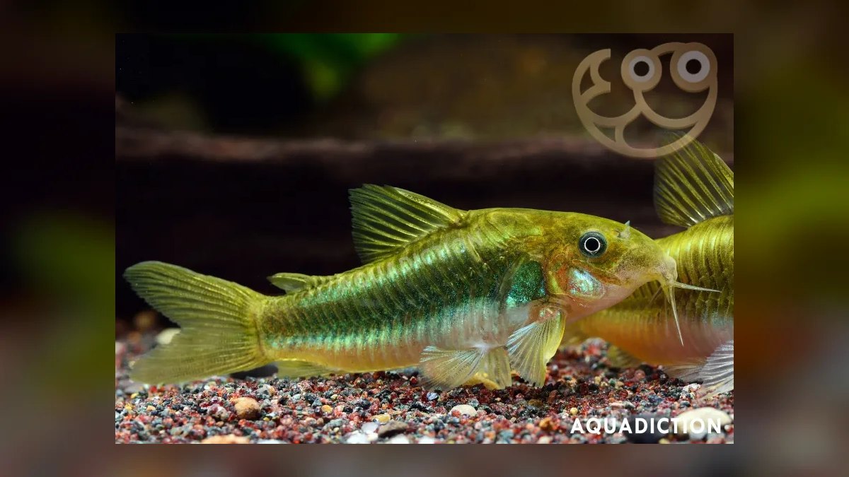 Top 10 Corydoras Julii Varieties 2027 — figure 9