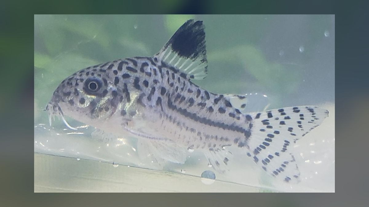 Top 10 Corydoras Julii Varieties 2027