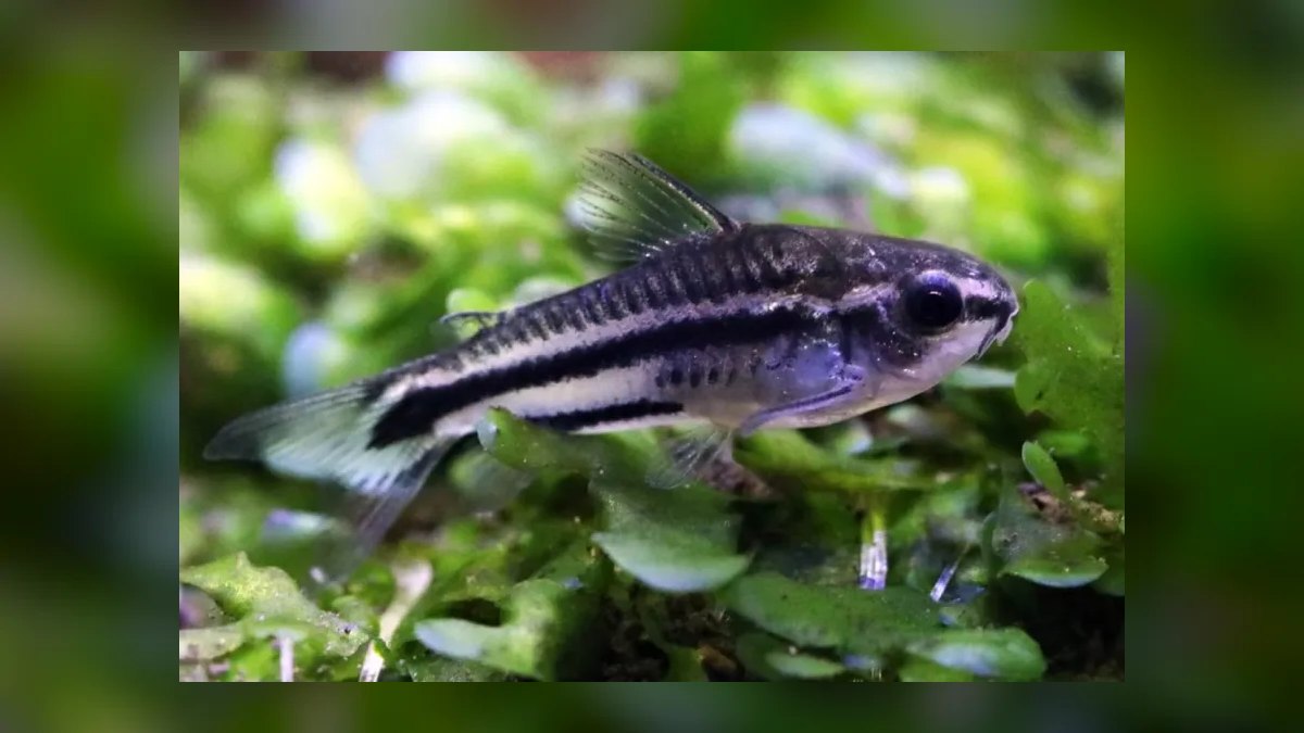 Top 10 Corydoras Pygmaeus Schooling Catfish 2027 — figure 1