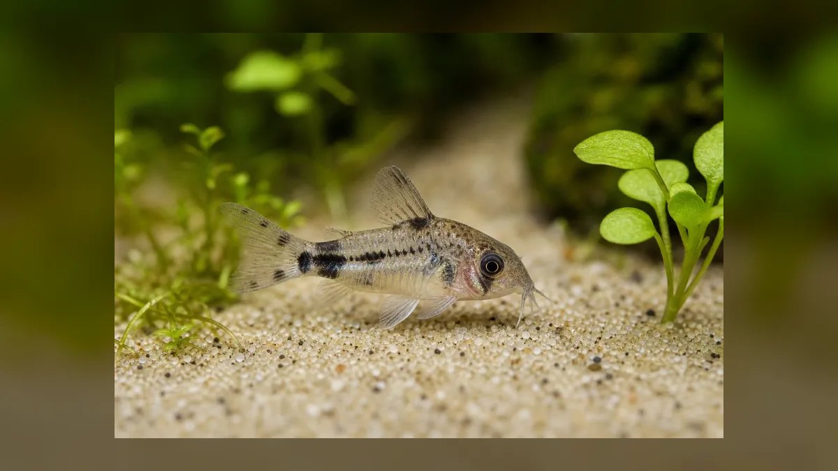 Top 10 Corydoras Pygmaeus Schooling Catfish 2027 — figure 10