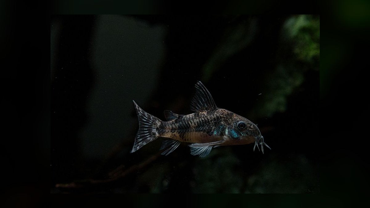 Top 10 Corydoras Pygmaeus Schooling Catfish 2027 — figure 2
