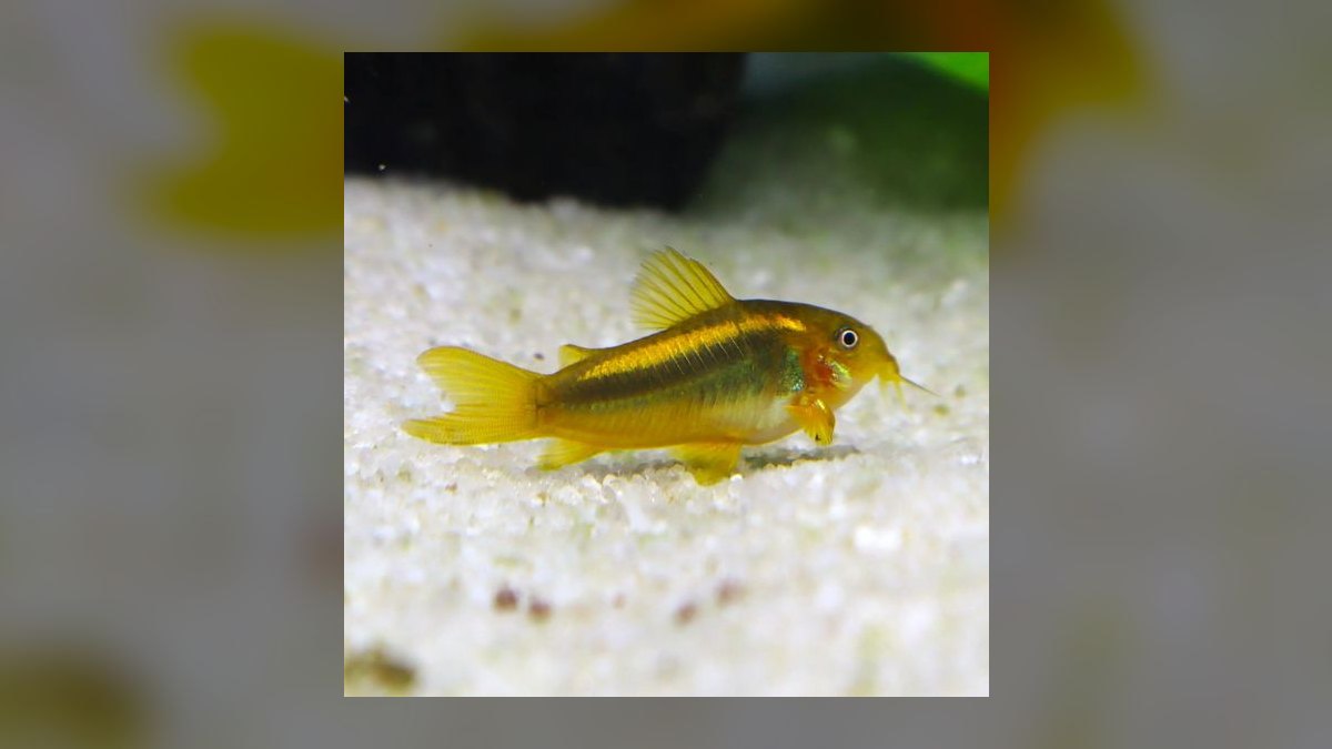 Top 10 Corydoras Pygmaeus Schooling Catfish 2027 — figure 3