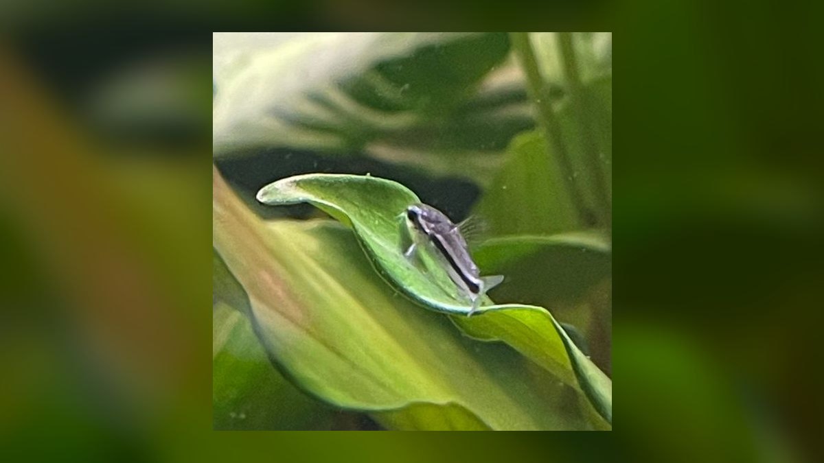 Top 10 Corydoras Pygmaeus Schooling Catfish 2027 — figure 4
