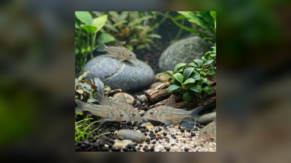 Top 10 Corydoras Pygmaeus Schooling Catfish 2027 — figure 5