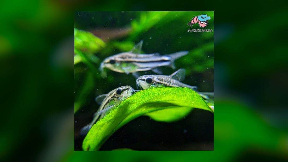 Top 10 Corydoras Pygmaeus Schooling Catfish 2027 — figure 6