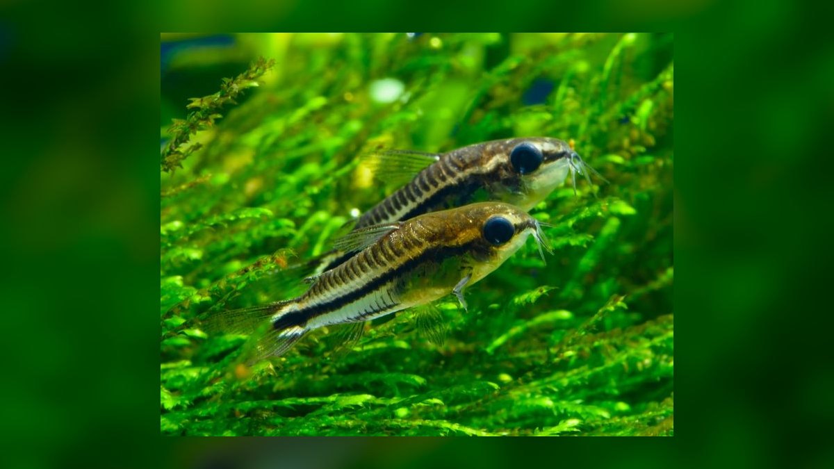 Top 10 Corydoras Pygmaeus Schooling Catfish 2027 — figure 7