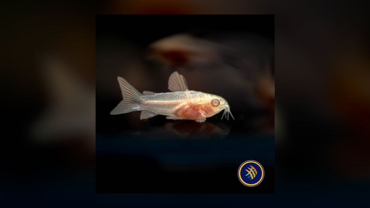 Top 10 Corydoras Pygmaeus Schooling Catfish 2027 — figure 9