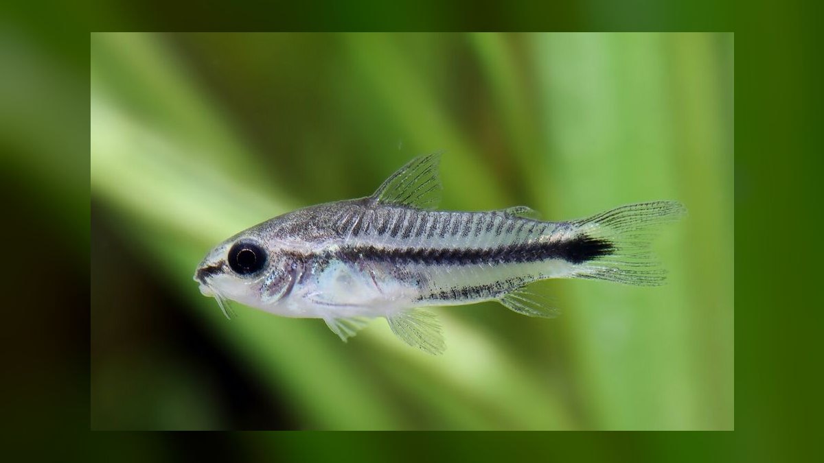 Top 10 Corydoras Pygmaeus Schooling Catfish 2027