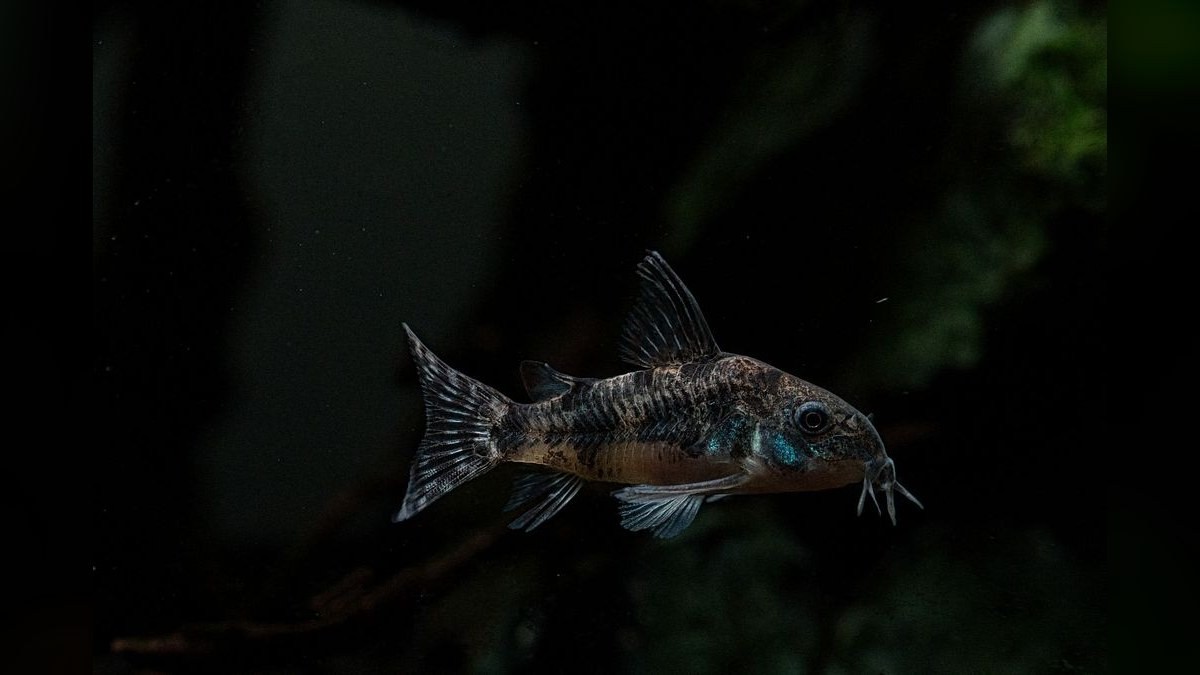 Top 10 Bronze Corydoras Beginner Picks 2027