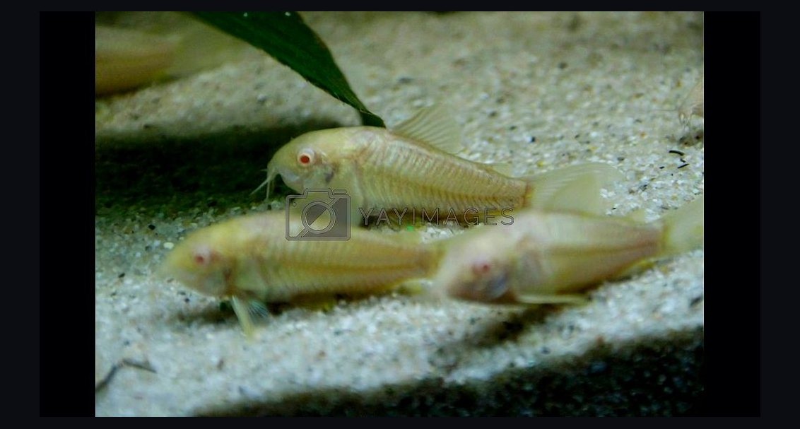Top 10 Bronze Corydoras Beginner Picks 2027