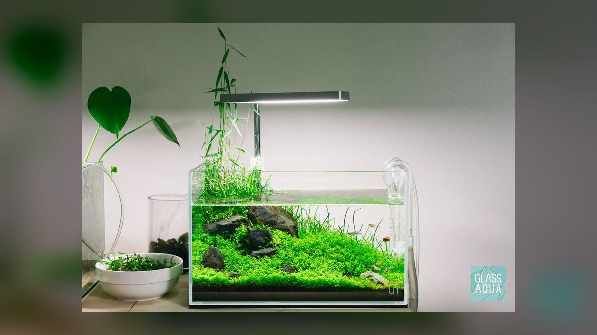 Top 10 Panda Corydoras Nano Tanks 2027 — figure 1