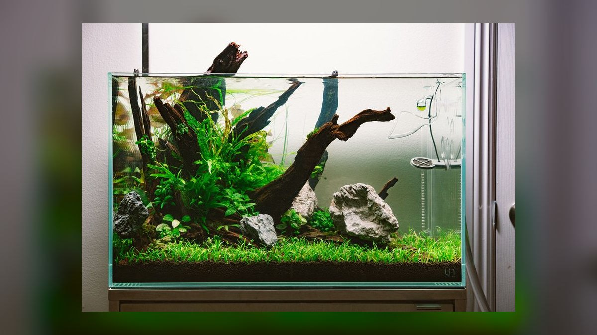 Top 10 Panda Corydoras Nano Tanks 2027 — figure 5