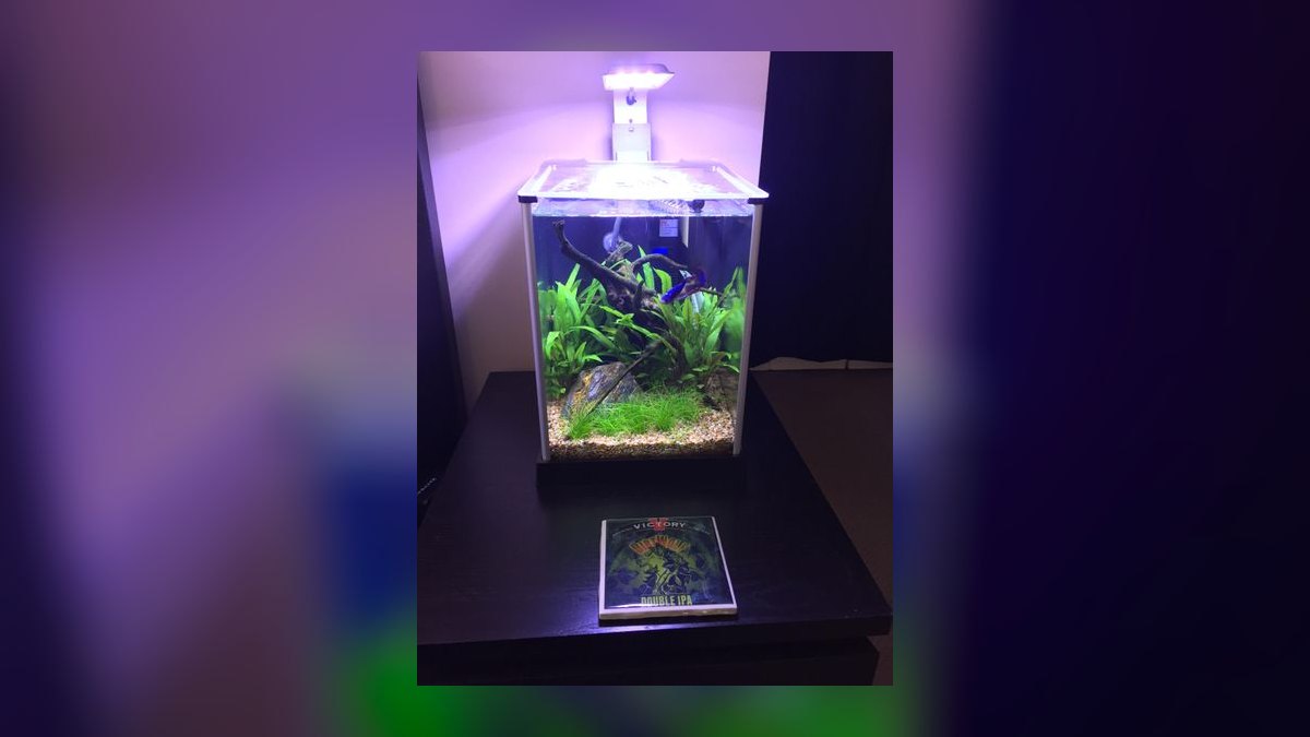 Top 10 Panda Corydoras Nano Tanks 2027 — figure 7
