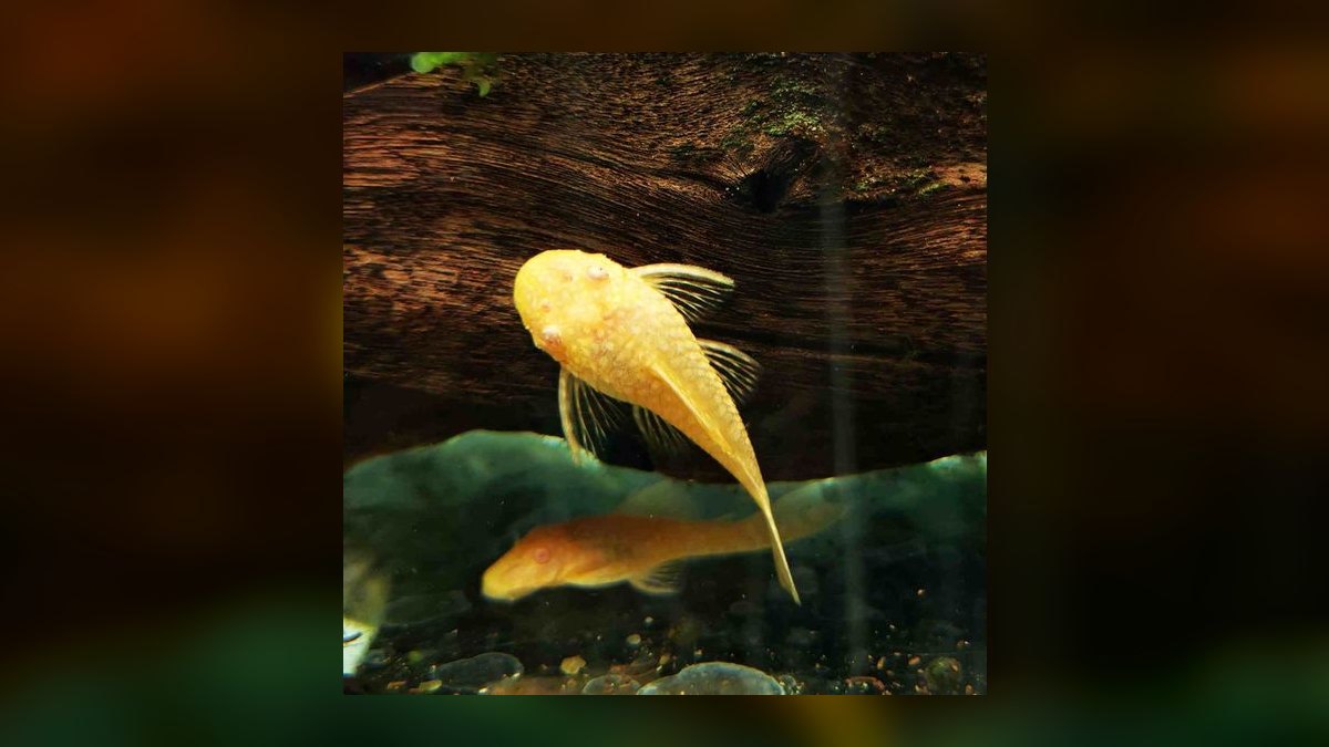 Top 10 Bristlenose Pleco Morphs 2027 — figure 1