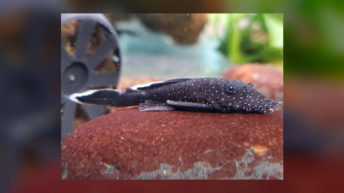 Top 10 Bristlenose Pleco Morphs 2027 — figure 10