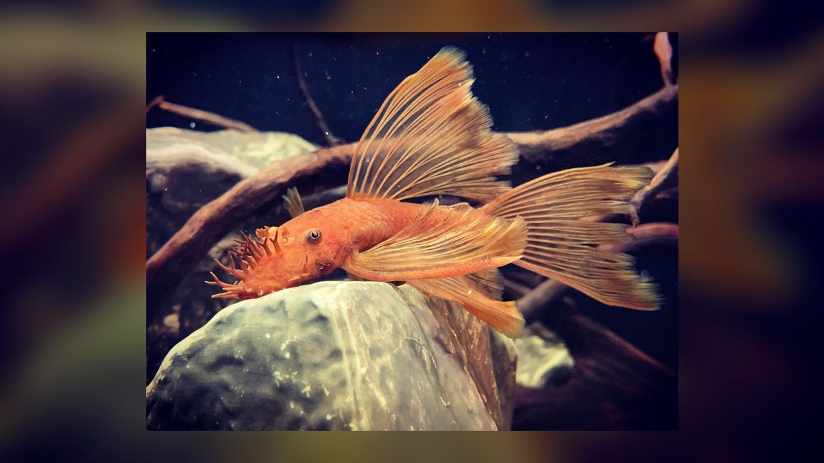 Top 10 Bristlenose Pleco Morphs 2027 — figure 2