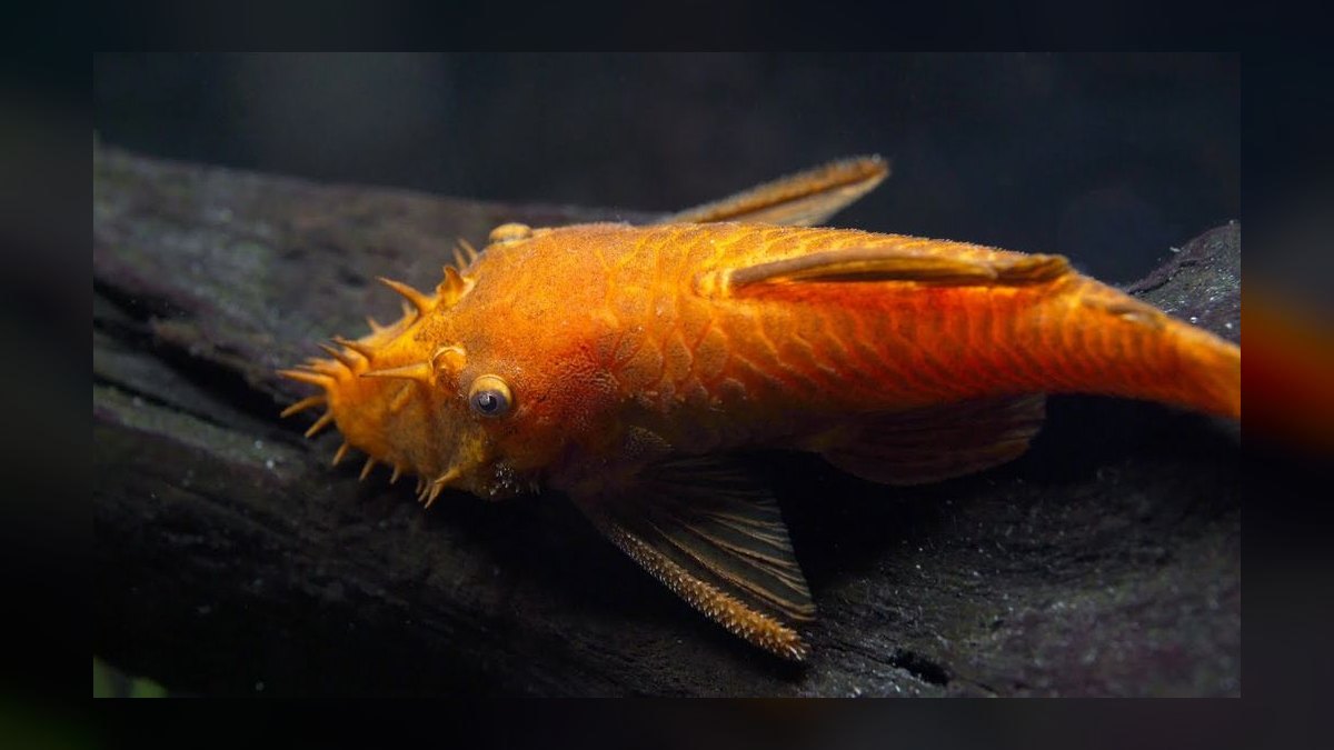 Top 10 Bristlenose Pleco Morphs 2027 — figure 3