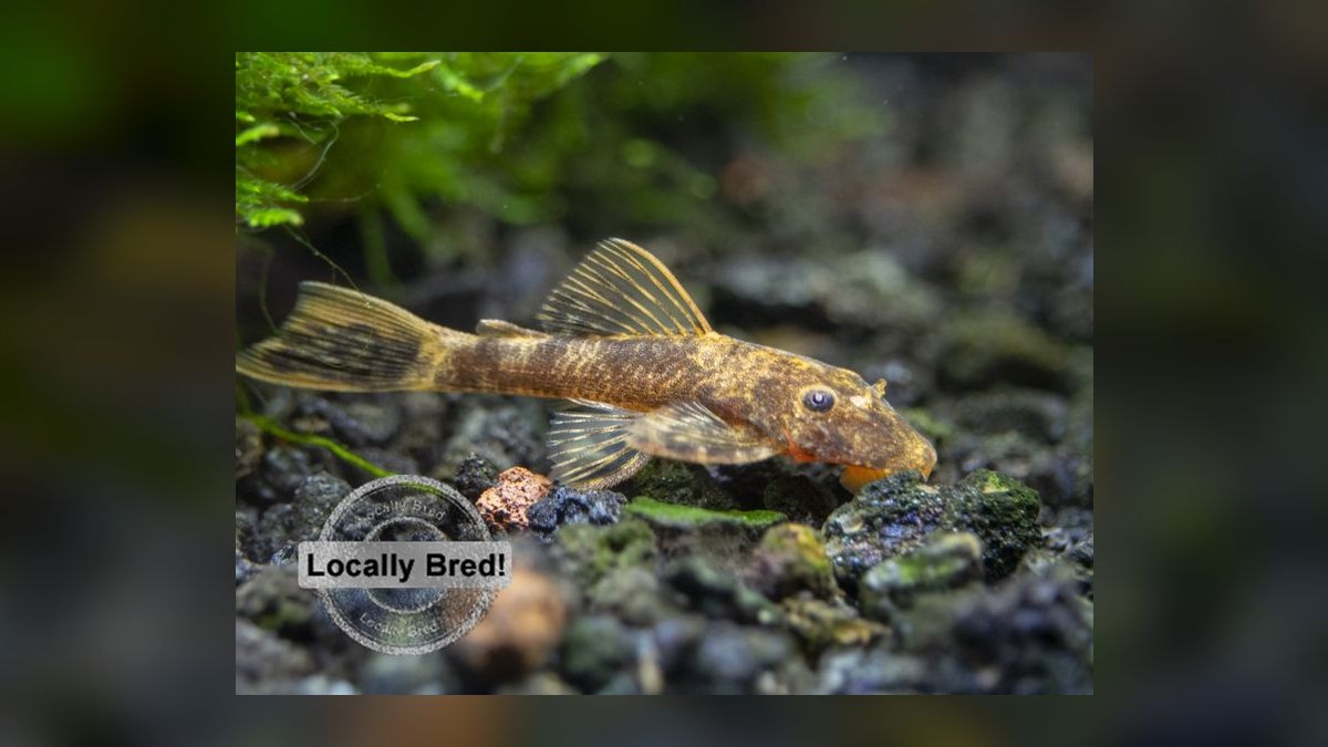 Top 10 Bristlenose Pleco Morphs 2027 — figure 4