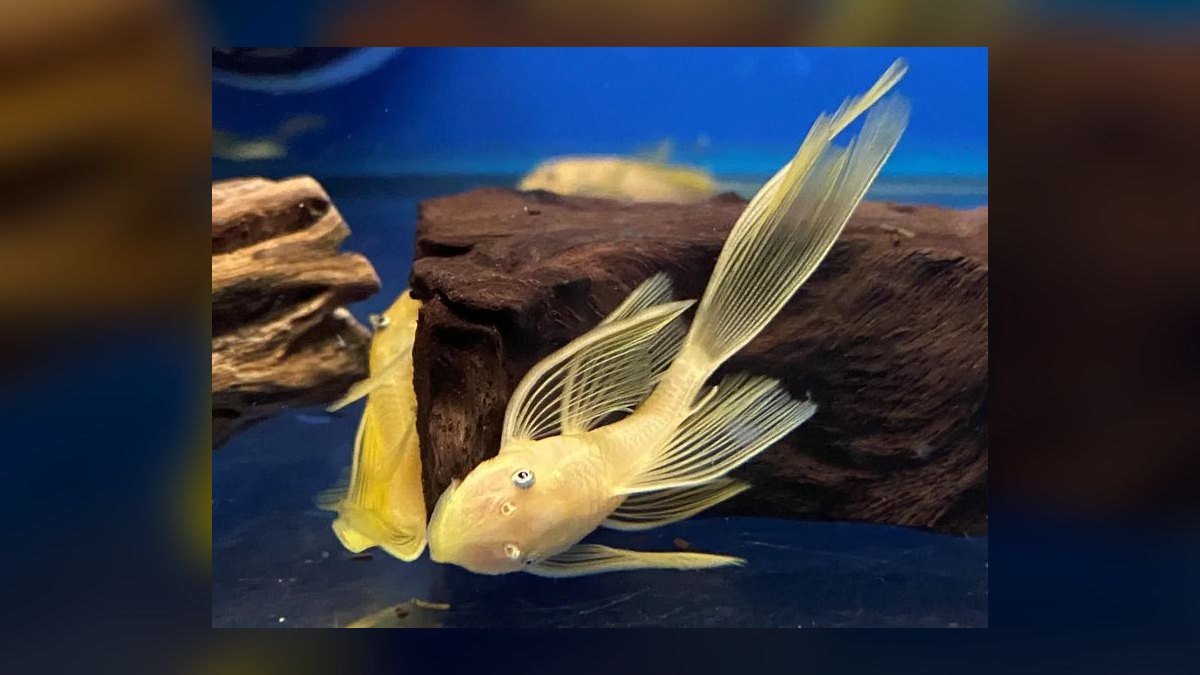 Top 10 Bristlenose Pleco Morphs 2027 — figure 5