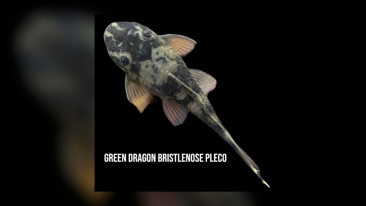 Top 10 Bristlenose Pleco Morphs 2027 — figure 6