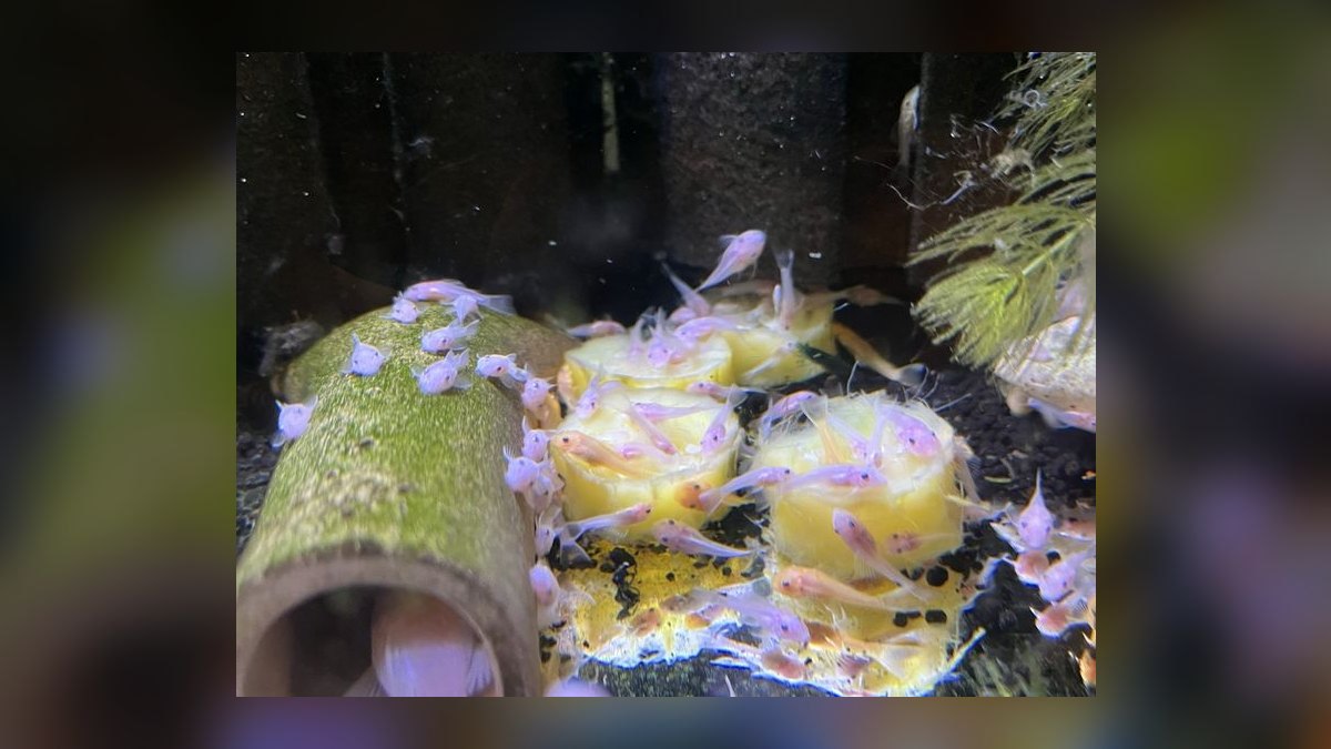 Top 10 Bristlenose Pleco Morphs 2027 — figure 7