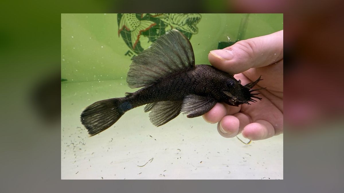 Top 10 Bristlenose Pleco Morphs 2027 — figure 8