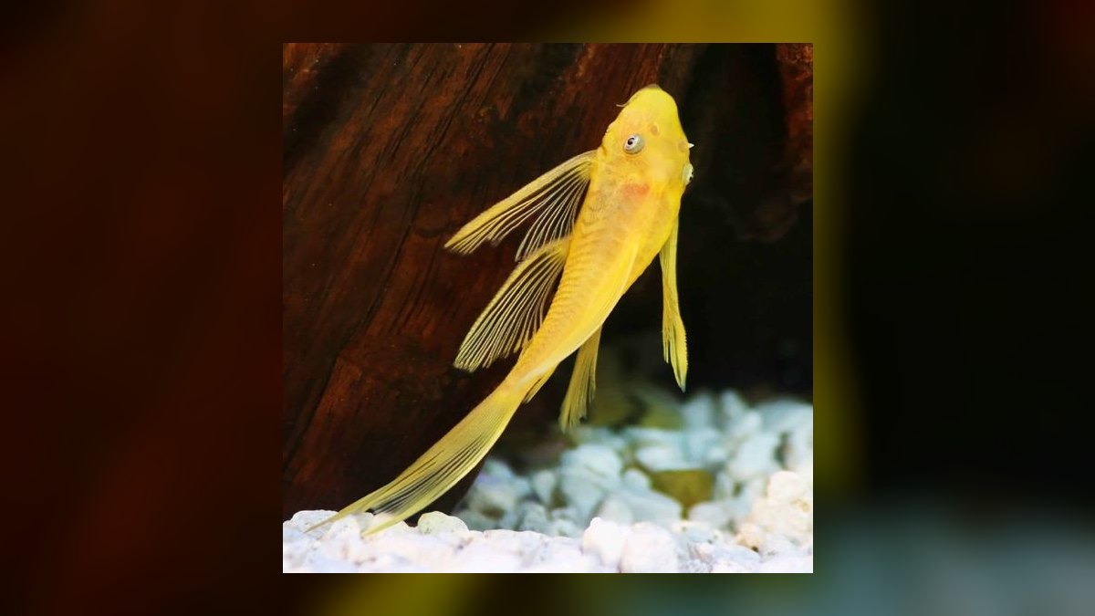 Top 10 Bristlenose Pleco Morphs 2027 — figure 9