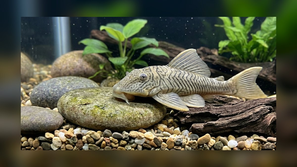 Top 10 Common Pleco Alternatives 2027 — figure 2