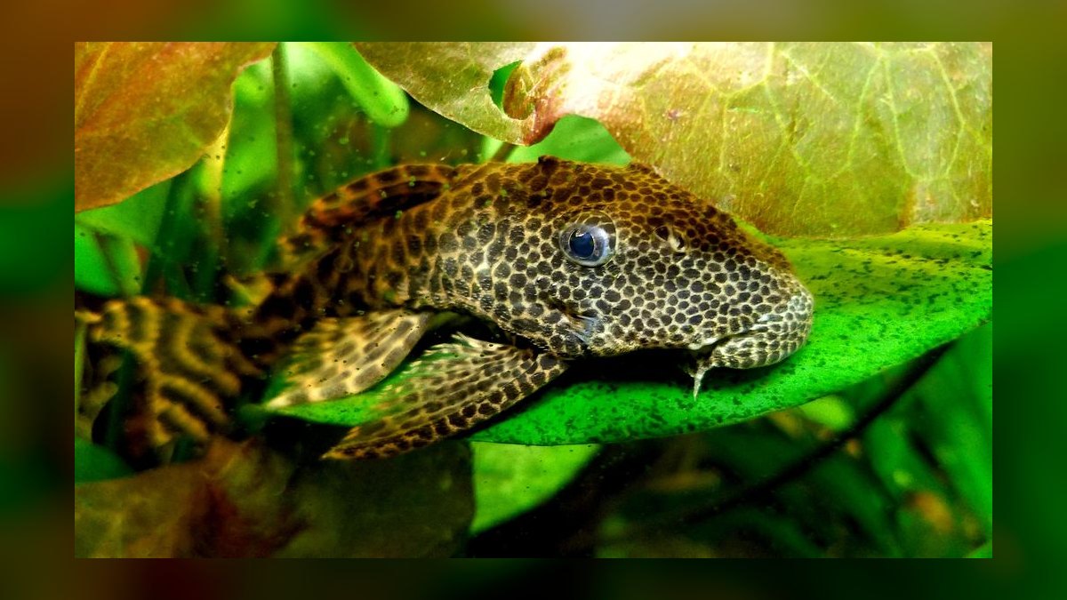 Top 10 Common Pleco Alternatives 2027 — figure 3
