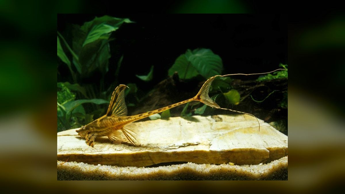 Top 10 Common Pleco Alternatives 2027 — figure 4