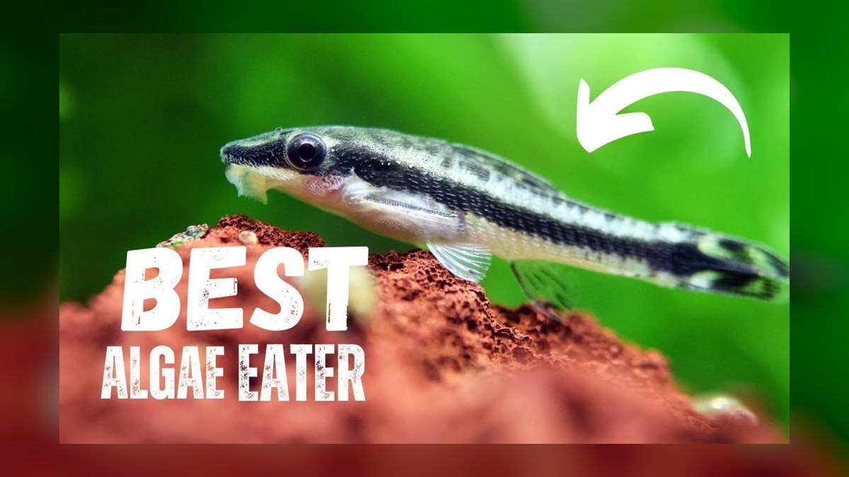 Top 10 Common Pleco Alternatives 2027 — figure 6