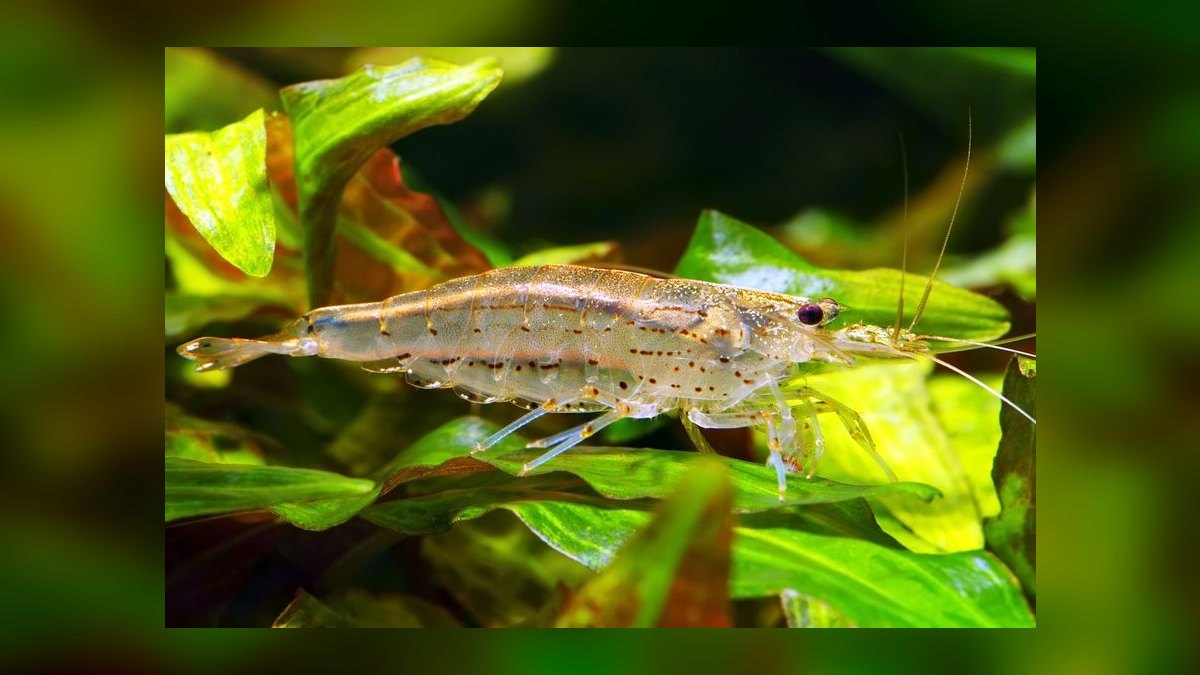 Top 10 Common Pleco Alternatives 2027 — figure 7