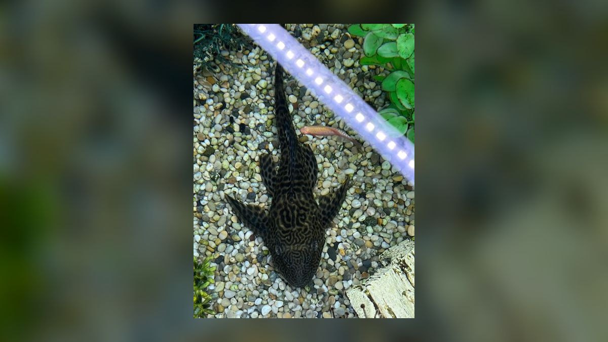 Top 10 Common Pleco Alternatives 2027 — figure 8
