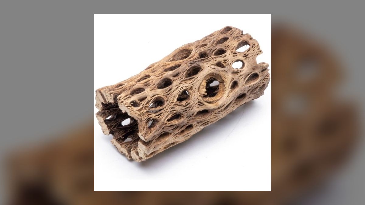 Top 10 Clown Pleco Wood Grazers 2027 — figure 4