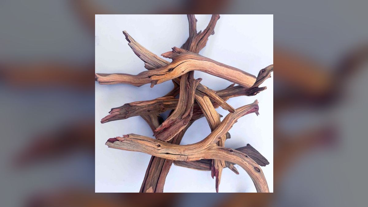 Top 10 Clown Pleco Wood Grazers 2027 — figure 5