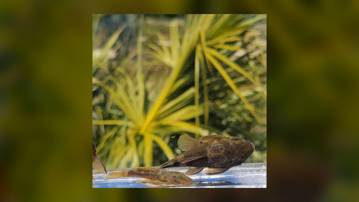Top 10 Rubber Lip Pleco Algae Eaters 2027 — figure 5